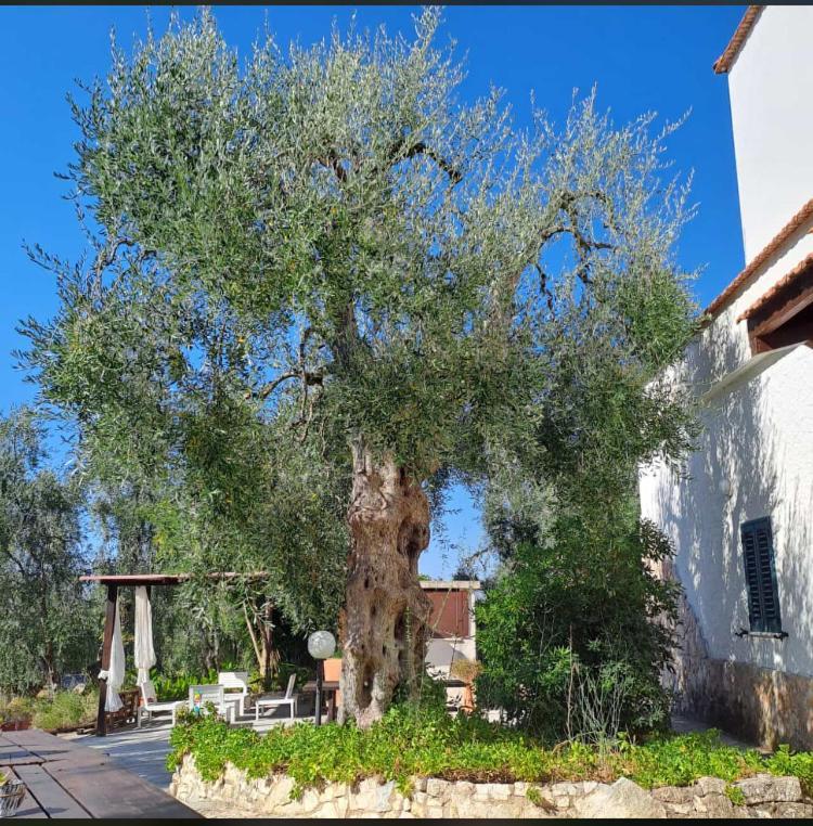 Azienda Agricola B&B Macchiaria Vieste Ngoại thất bức ảnh